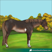Horse Color:Liver Chestnut Tobiano Rabicano 