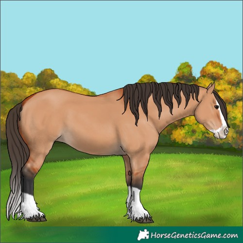 Horse Color:Bay Dun Splash 