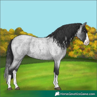 Horse Color:Unknown 