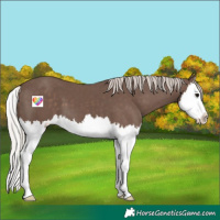 Horse Color:Silver Black Splash 