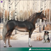 Horse Color:Liver Chestnut Tobiano Rabicano