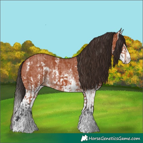 Horse Color:Bay Sabino Rabicano  and Bay Sabino Splash Rabicano 
