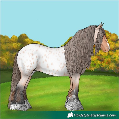 Horse Color:Bay Roan Near Leopard