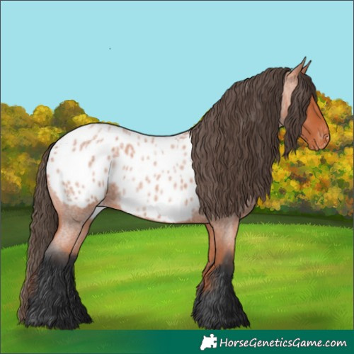 Horse Color:Bay Roan Blanket 