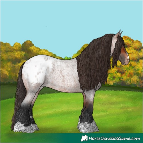 Horse Color:Bay Roan Blanket
