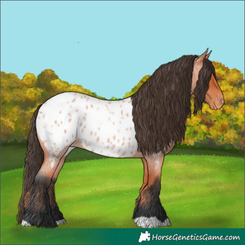 Horse Color:Bay Roan Appaloosa