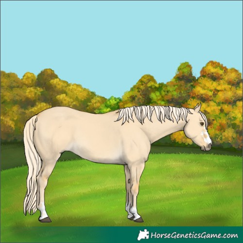 Horse Color:Palomino Dun 