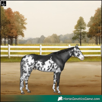 Horse Color:Liver Chestnut Tobiano Skewed LP Spotted Rabicano 
