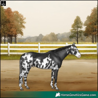 Horse Color:Liver Chestnut Tobiano Skewed Appaloosa Rabicano