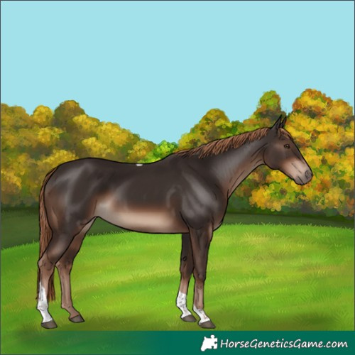 Horse Color:Liver Chestnut Tobiano Rabicano 