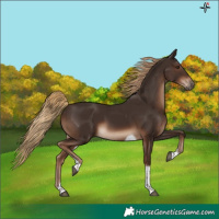 Horse Color:Liver Chestnut Tobiano Rabicano 