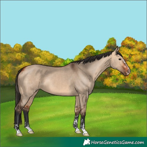 Horse Color:Bay Dun  and Bay Dun 