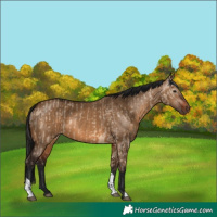 Horse Color:Bay Dun and Gray Bay Dun