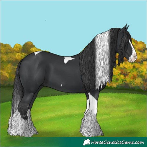 Horse Color:Black Splash Tobiano