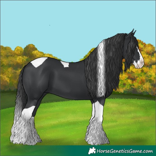 Horse Color:Black Splash Tobiano
