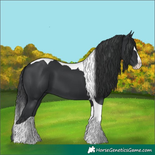 Horse Color:Black Splash Tobiano