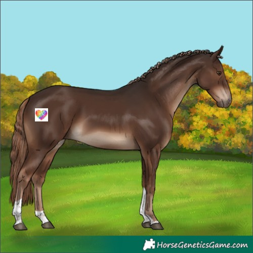 Horse Color:Liver Chestnut Tobiano Rabicano 