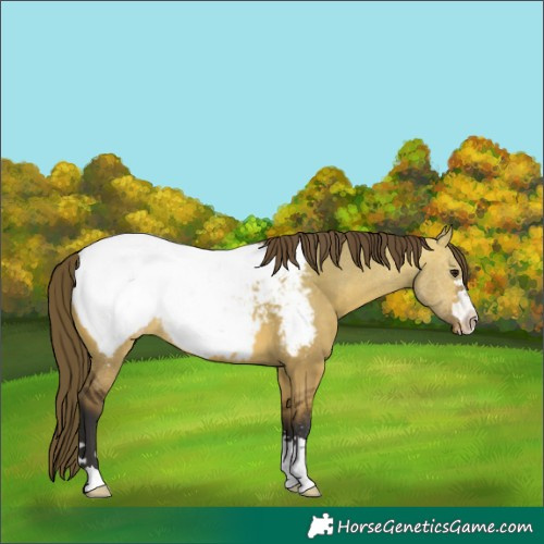 Horse Color:Bay Dun Appaloosa 