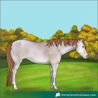 Horse Color:Buckskin Pearl Onyx