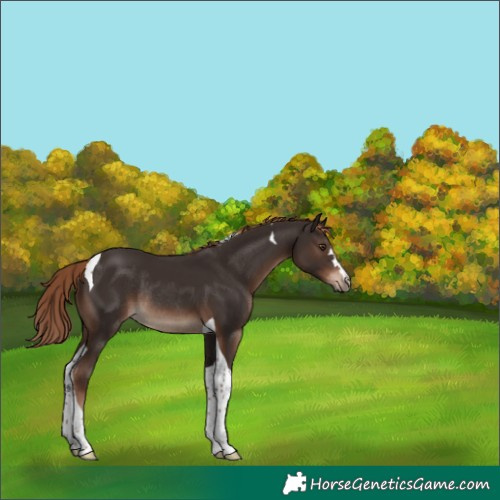 Horse Color:Liver Chestnut Tobiano Rabicano 
