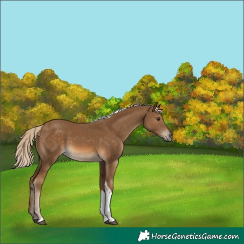 Horse Color:Chocolate Palomino Tobiano Rabicano 