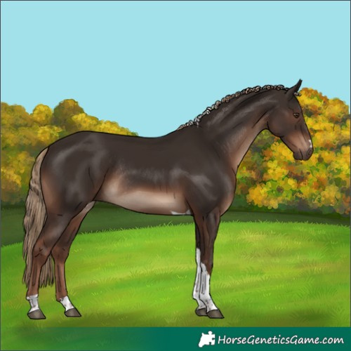 Horse Color:Liver Chestnut Tobiano Rabicano 