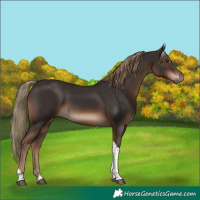 Horse Color:Liver Chestnut Tobiano Rabicano