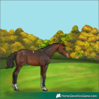 Horse Color:Bay Tobiano Appaloosa