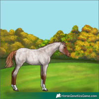 Horse Color:Red Roan Tobiano Varnish 