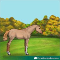 Horse Color:Red Dun Tobiano Rabicano