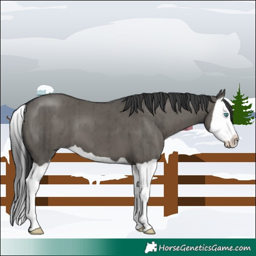 Horse Color:Grullo Splash Brindle
