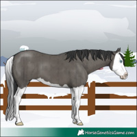 Horse Color:Grullo Splash Brindle