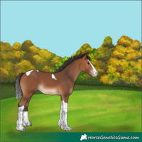 Horse Color:Bay Splash Tobiano 