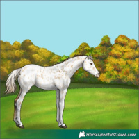Horse Color:White Spotted Buckskin Dun Near Leopard 