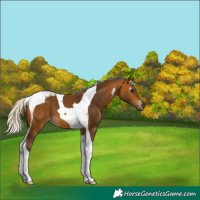 Horse Color:Gray Silver Buckskin Tobiano