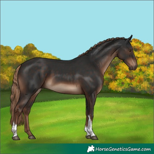 Horse Color:Liver Chestnut Tobiano Rabicano 