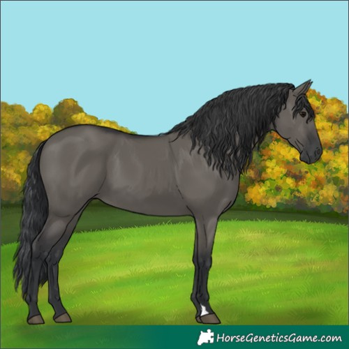 Horse Color:Grullo 