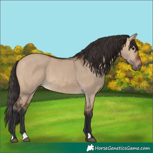 Horse Color:Bay Dun 