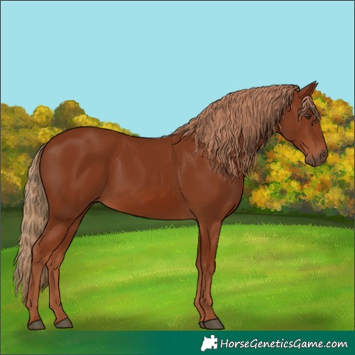 Horse Color:Chestnut 