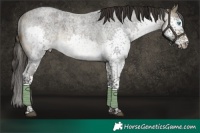 Horse Color:Buckskin Roan Splash Tobiano Rabicano