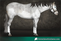 Horse Color:Buckskin Roan Splash Tobiano Rabicano