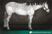 Horse Color:Buckskin Roan Splash Tobiano Rabicano