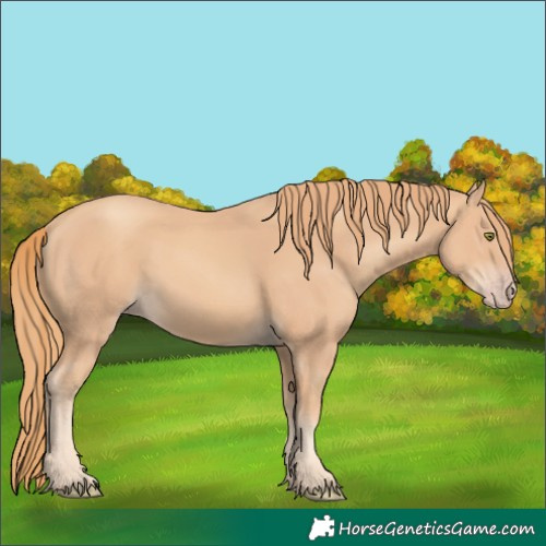 Horse Color:Gold Champagne 