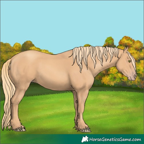 Horse Color:Gold Champagne 