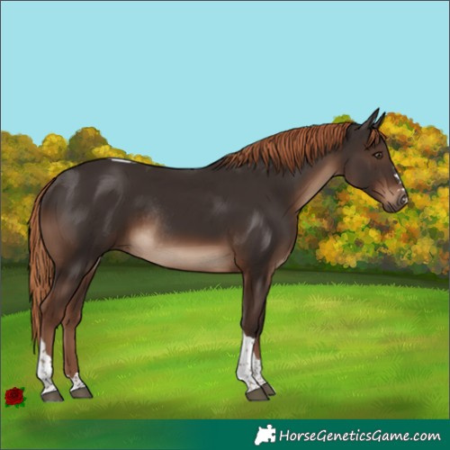 Horse Color:Liver Chestnut Tobiano Rabicano 