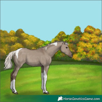 Horse Color:Silver Grullo Tobiano Rabicano