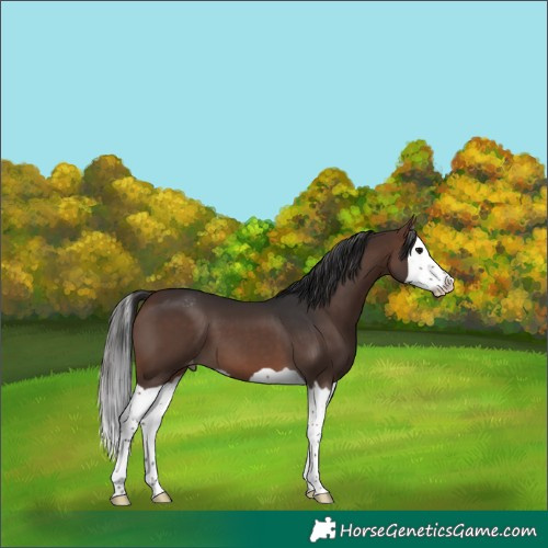 Horse Color:Brown Splash Appaloosa 
