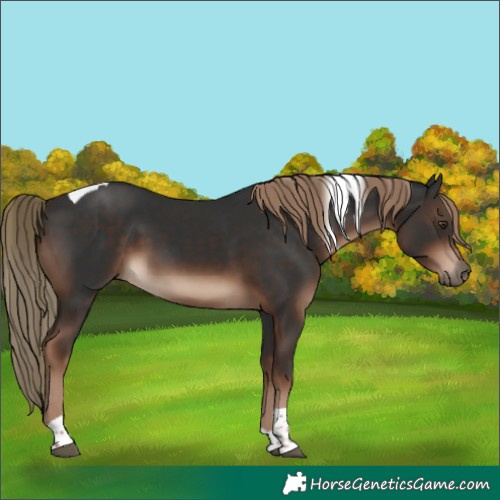 Horse Color:Liver Chestnut Tobiano Rabicano 