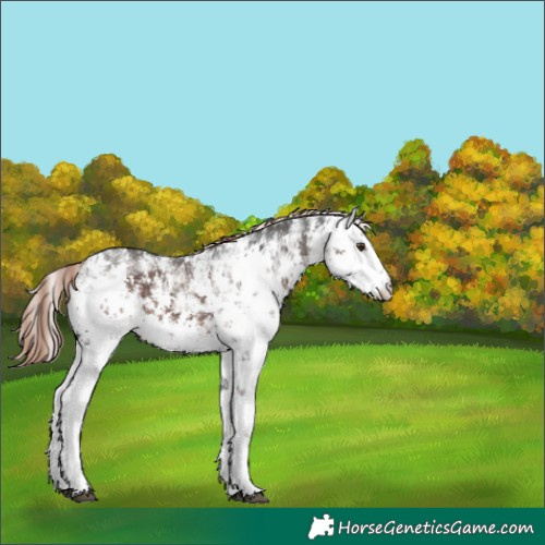Horse Color:White Spotted Liver Chestnut Sabino