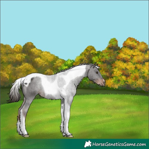 Horse Color:Liver Chestnut Tobiano